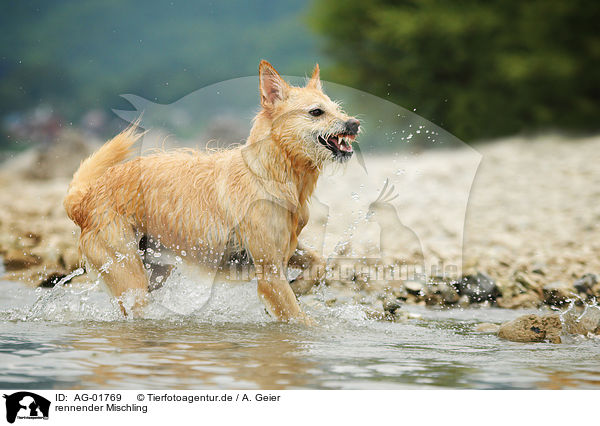 rennender Mischling / running mongrel / AG-01769