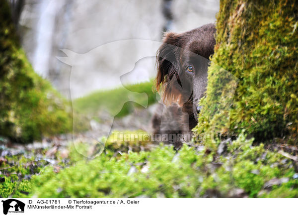 MiMnsterlnder-Mix Portrait / AG-01781