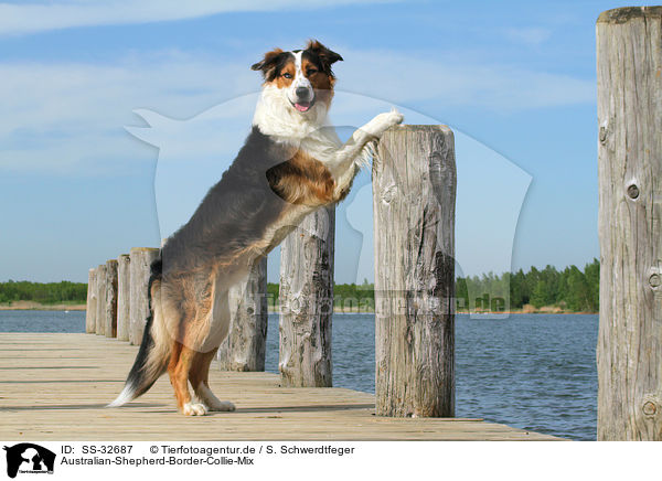 Australian-Shepherd-Border-Collie-Mix / mongrel / SS-32687