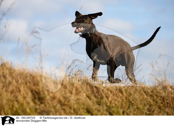 rennender Doggen-Mix / running mongrel / DG-06702