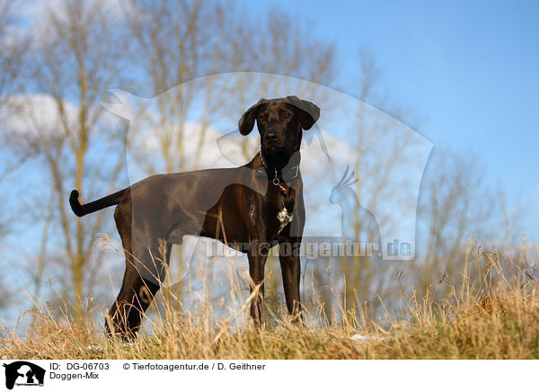 Doggen-Mix / mongrel / DG-06703