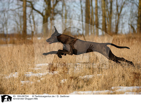 rennender Doggen-Mix / running mongrel / DG-06704