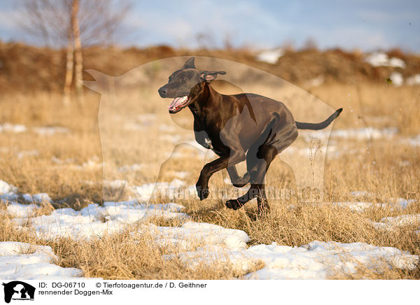 rennender Doggen-Mix / running mongrel / DG-06710