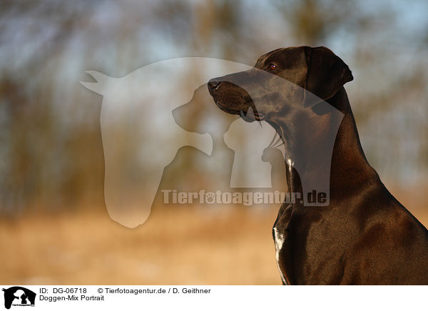 Doggen-Mix Portrait / mongrel portrait / DG-06718