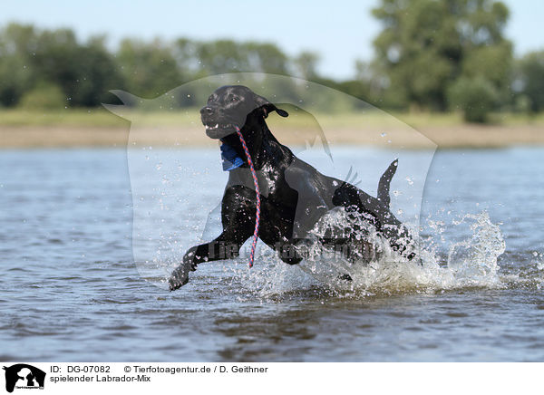 spielender Labrador-Mix / playing mongrel / DG-07082