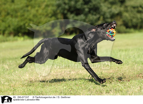 spielender Labrador-Mix / DG-07107
