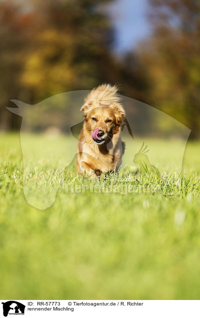 rennender Mischling / running mongrel / RR-57773