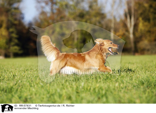 rennender Mischling / running mongrel / RR-57831