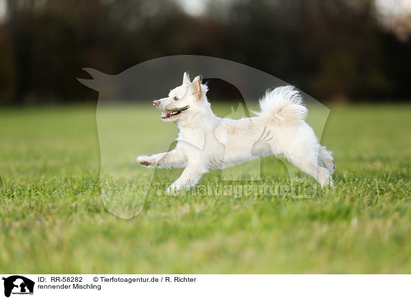 rennender Mischling / running mongrel / RR-58282