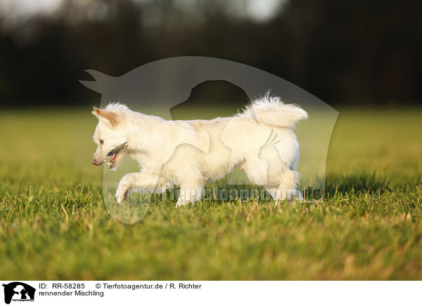 rennender Mischling / running mongrel / RR-58285