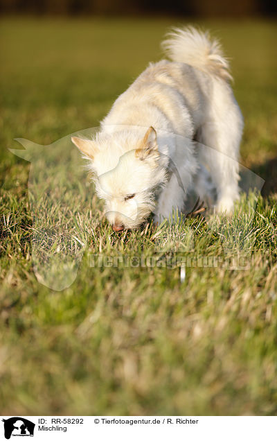 Mischling / mongrel / RR-58292
