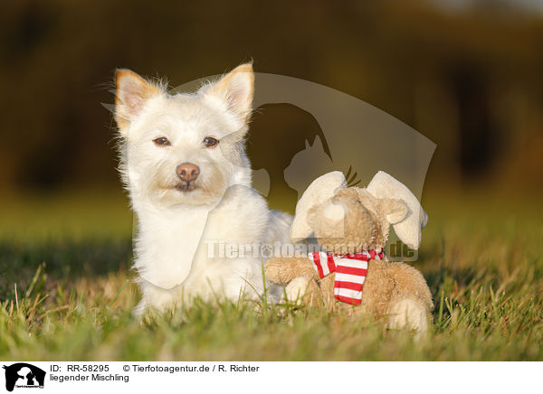 liegender Mischling / lying mongrel / RR-58295