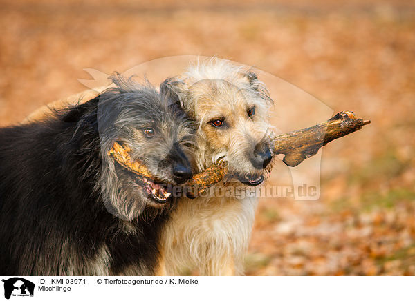 Mischlinge / mongrels / KMI-03971