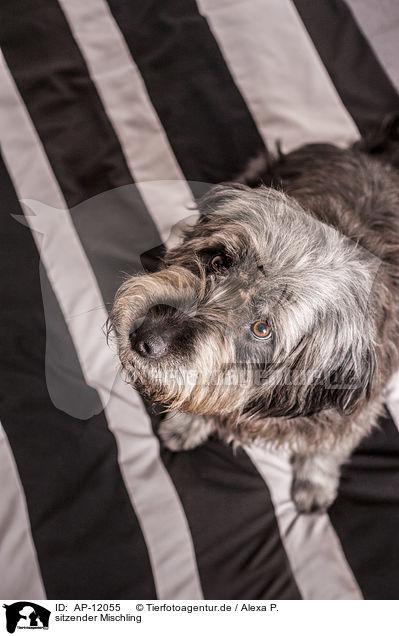 sitzender Mischling / sitting mongrel / AP-12055