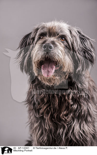 Mischling Portrait / mongrel portrait / AP-12061