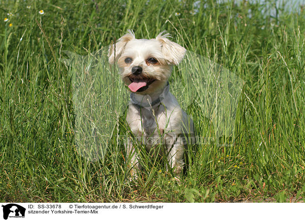 sitzender Yorkshire-Terrier-Mix / sitting mongrel / SS-33678