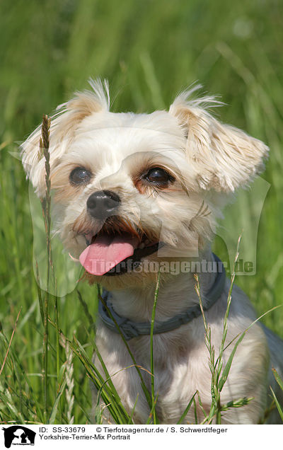 Yorkshire-Terrier-Mix Portrait / mongrel portrait / SS-33679