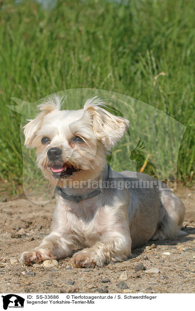 liegender Yorkshire-Terrier-Mix / lying mongrel / SS-33686