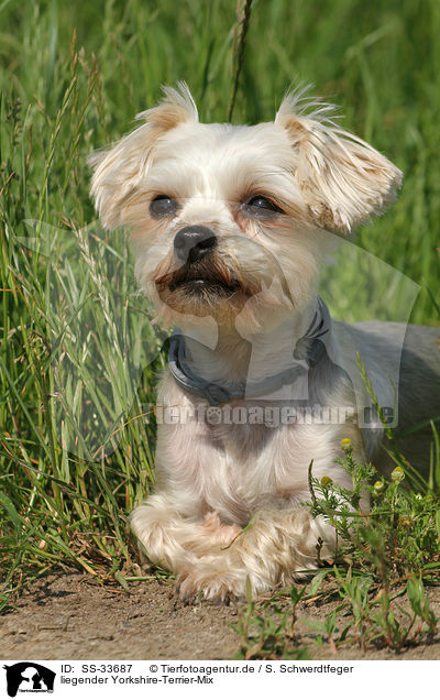 liegender Yorkshire-Terrier-Mix / lying mongrel / SS-33687
