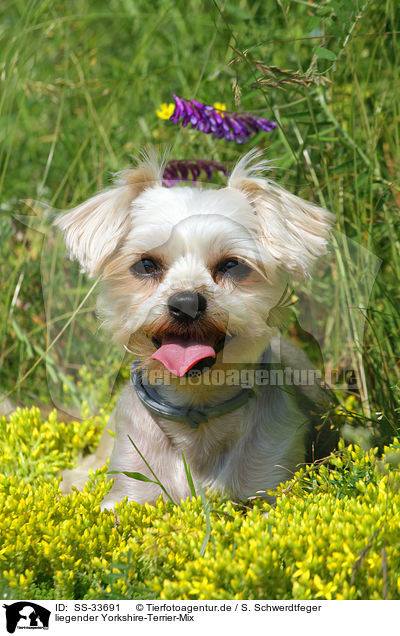liegender Yorkshire-Terrier-Mix / lying mongrel / SS-33691