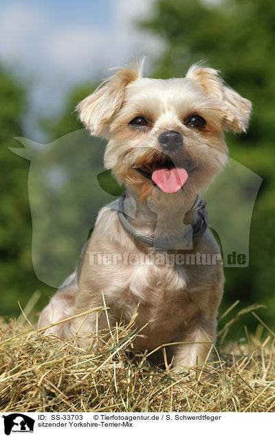 sitzender Yorkshire-Terrier-Mix / sitting mongrel / SS-33703