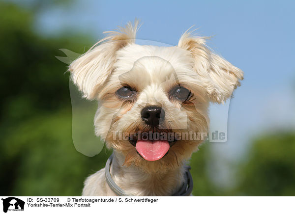 Yorkshire-Terrier-Mix Portrait / mongrel portrait / SS-33709