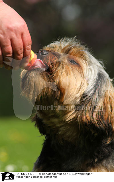 fressender Yorkshire-Terrier-Mix / eating mongrel / SS-34179