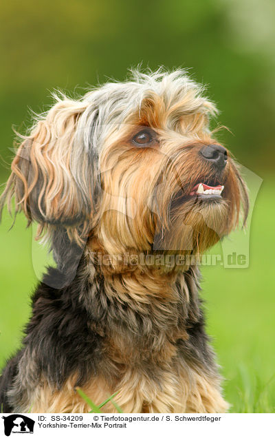 Yorkshire-Terrier-Mix Portrait / mongrel portrait / SS-34209