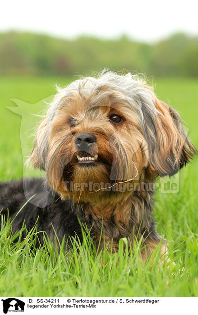 liegender Yorkshire-Terrier-Mix / lying mongrel / SS-34211