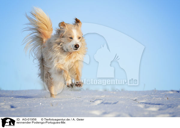 rennender Podengo-Portugues-Mix / running mongrel / AG-01956