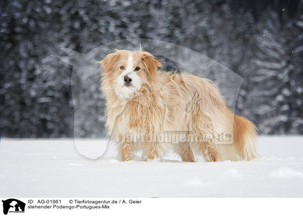 stehender Podengo-Portugues-Mix / standing mongrel / AG-01961
