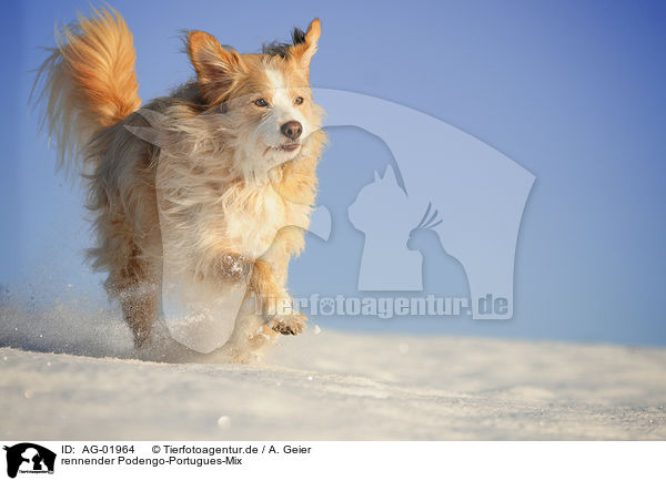 rennender Podengo-Portugues-Mix / running mongrel / AG-01964