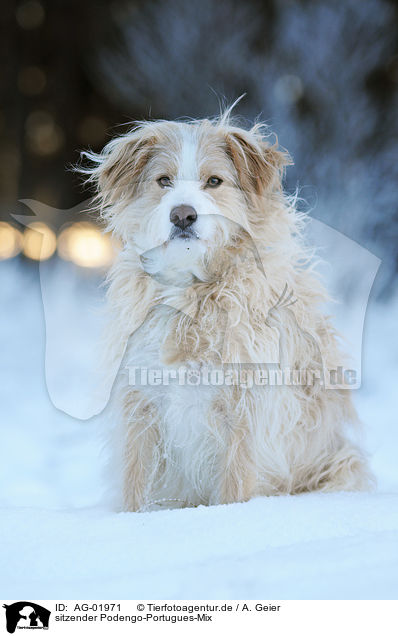 sitzender Podengo-Portugues-Mix / sitting mongrel / AG-01971