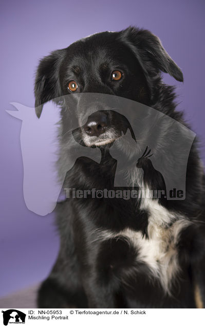 Mischling Portrait / mongrel portrait / NN-05953