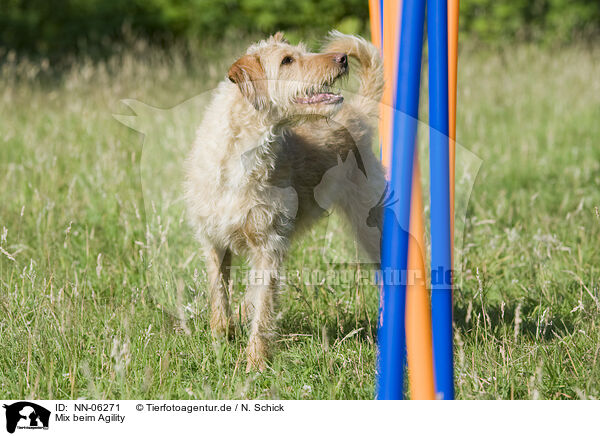 Mix beim Agility / NN-06271