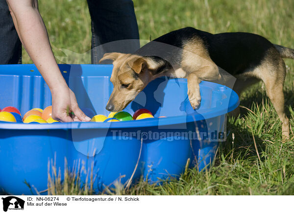 Mix auf der Wiese / mongrel in the meadow / NN-06274