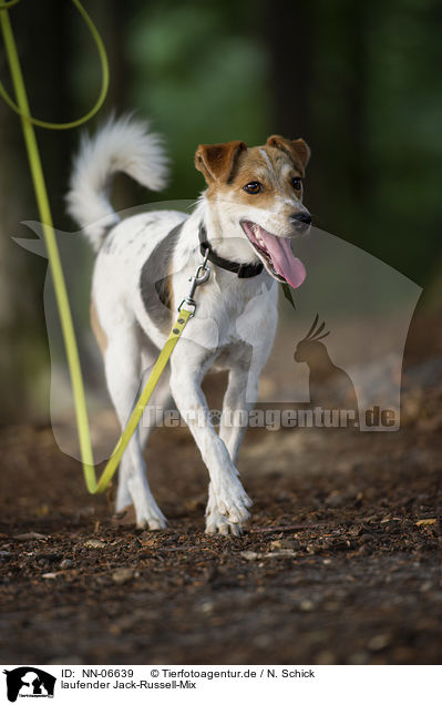 laufender Jack-Russell-Mix / walking mongrel / NN-06639