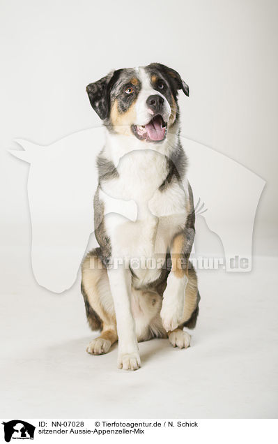 sitzender Aussie-Appenzeller-Mix / sitting mongrel / NN-07028