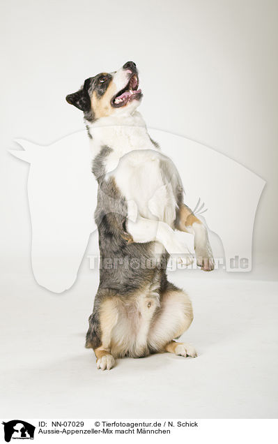 Aussie-Appenzeller-Mix macht Mnnchen / begging mongrel / NN-07029