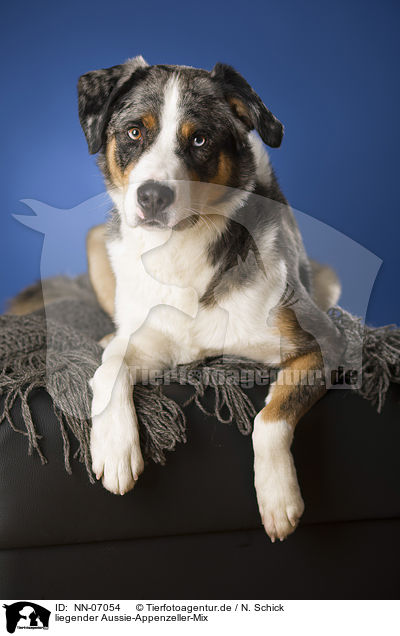 liegender Aussie-Appenzeller-Mix / lying mongrel / NN-07054