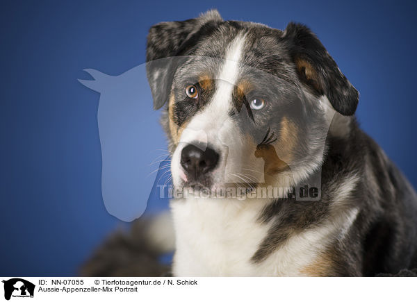 Aussie-Appenzeller-Mix Portrait / mongrel portrait / NN-07055