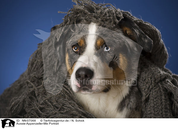 Aussie-Appenzeller-Mix Portrait / mongrel portrait / NN-07068