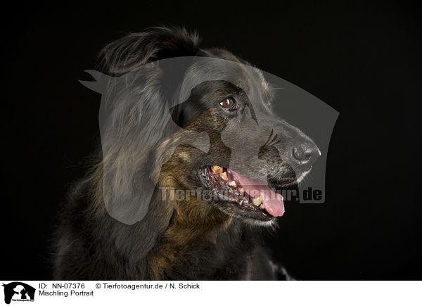 Mischling Portrait / NN-07376