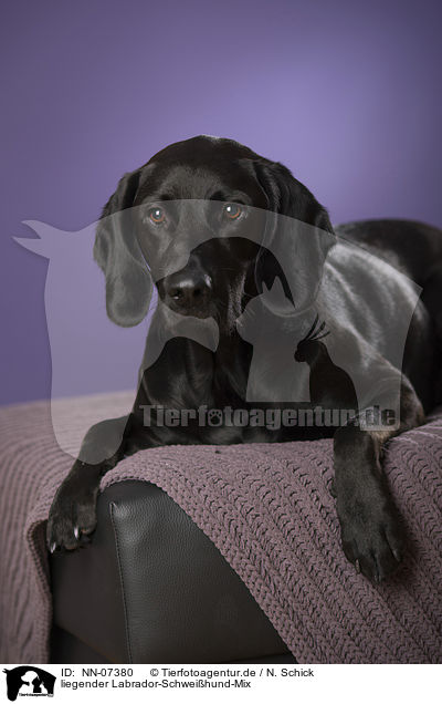 liegender Labrador-Schweihund-Mix / lying mongrel / NN-07380