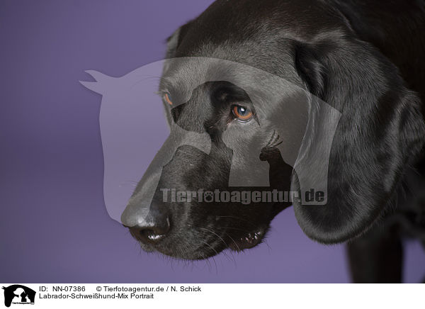 Labrador-Schweihund-Mix Portrait / mongrel portrait / NN-07386
