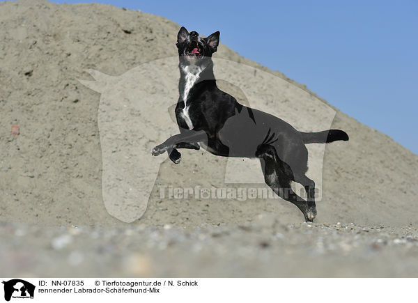 rennender Labrador-Schferhund-Mix / running Labrador-Shepherd mongrel / NN-07835