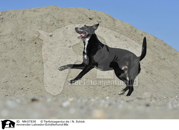 rennender Labrador-Schferhund-Mix / running Labrador-Shepherd mongrel / NN-07836