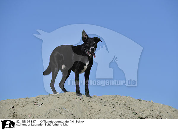 stehender Labrador-Schferhund-Mix / standing Labrador-Shepherd mongrel / NN-07837