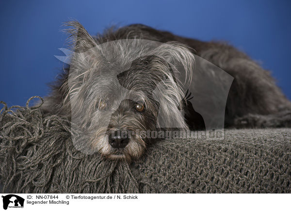 liegender Mischling / lying mongrel / NN-07844