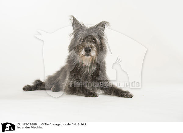 liegender Mischling / lying mongrel / NN-07888